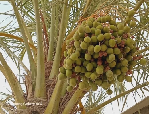 نادي ليدي جيم الخريطيات