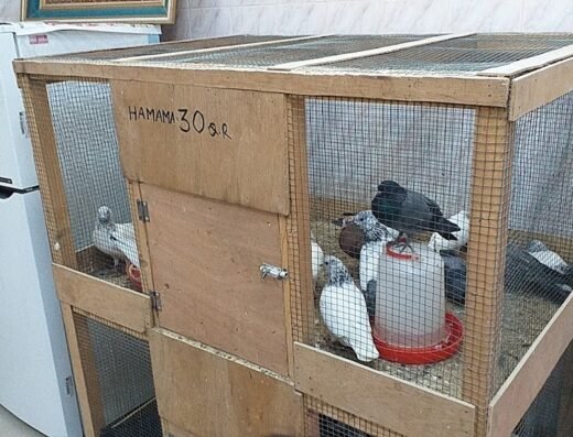 Al Kharaitiyat Birds & Chicken