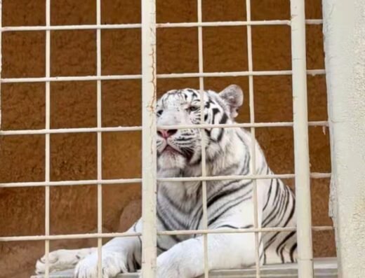 Al Khor Family Park & Zoo