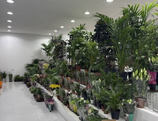 (ار جي RG )راير فلاووز Rareflowers
