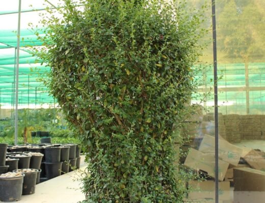 Desert Green Qatar – ديزرت جرين قطر