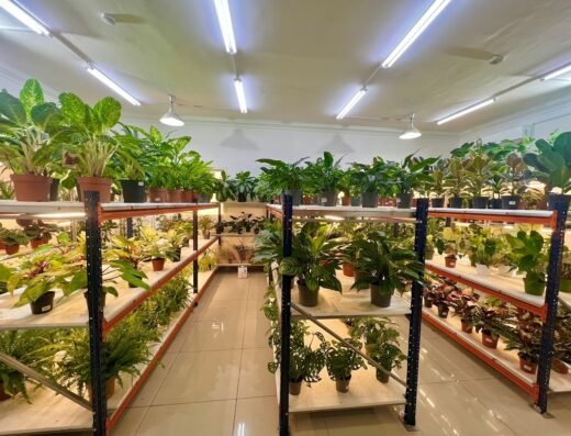 Orbee Plants & Flowers – Al Thumama