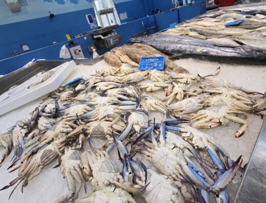 Qatar Al Khor Fish Market